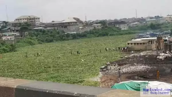 River shockingly turns to dry land at Kara Market in Lagos 